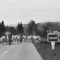 Fotoband "Sumiswald 1962 - 1964"