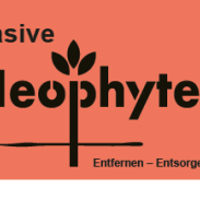 Invasive Neophyten – Gemeinsam die Ausbreitung eindämmen