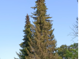 Käferbefall an Fichten auf dem Friedhof Sumiswald