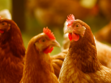 Vogelgrippe - Massnahmen für Geflügelhalter